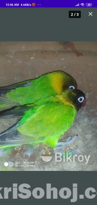 Love bird